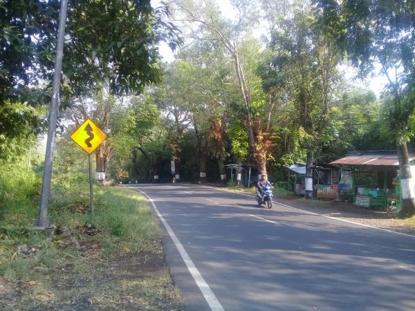 Dikenal Jalur Angker, Jalan Raya Semingkir Randudongkal Rawan Pohon Tumbang