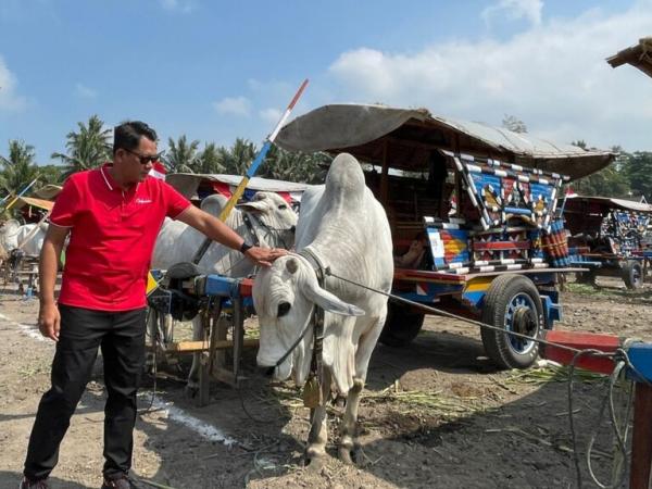 Sleman Gelar Festival Gerobak Sapi Sebagai Alat Transportasi Tradisional