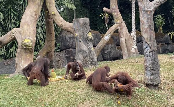 Unik, Orangutan Pesta Durian di Taman Safari Prigen