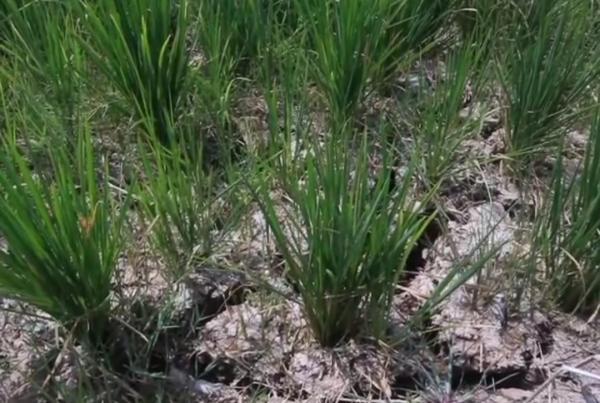 Musim Kemarau, Ratusan Hektare Sawah Milik Petani di Bojen Pandeglang Terancam Gagal Panen