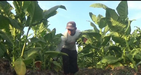 Buruh Pertanian dan Pabrik Rokok di Utara Sungai Brantas Terima Bantuan Langsung Tunai dari DBHCHT