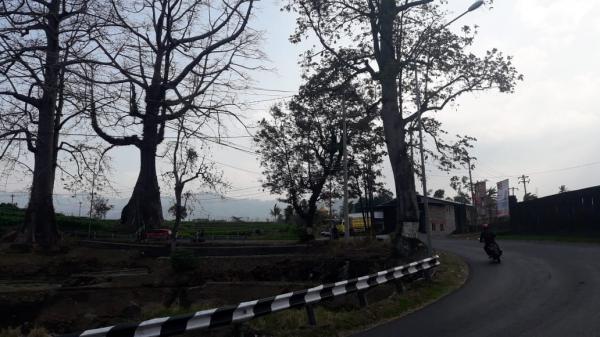Kisah Pohon Raksasa Randu Jajar di Jalan Raya Belik, Konon Sebuah Pintu Gerbang Alam Gaib