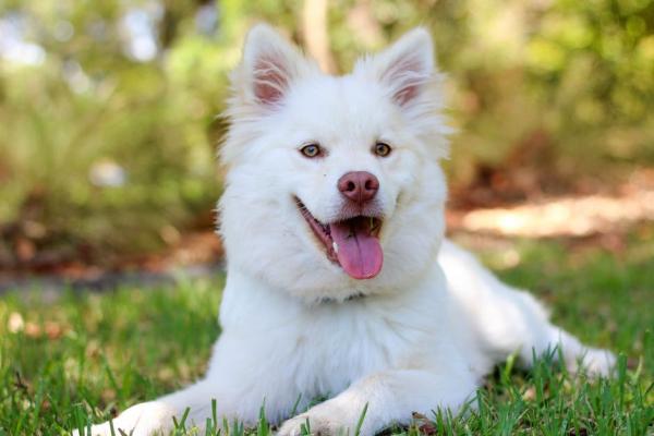 List of the 7 most expensive dogs in the world, there are Samoyeds for the Canadian Ecclesiastes