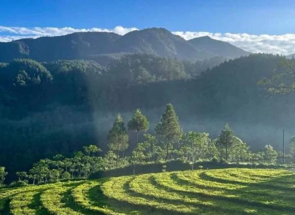 Inilah Destinasi Wisata Bebas Polusi, Kebun Teh Kertosari Kalibening Banjarnegara