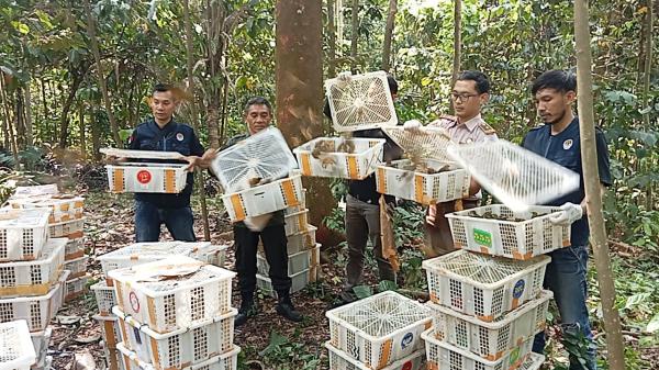 Ribuan Burung Sitaan Polisi di Lampung Selatan Terbang Bebas