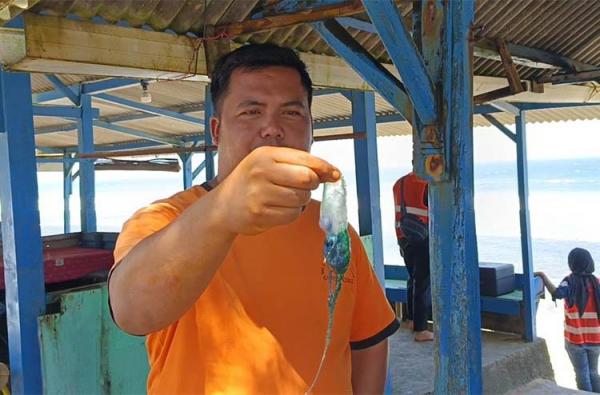 Ubur-Ubur Beracun Bermunculan di Pantai Selatan Gunungkidul, Wisatawan Diminta Hati-Hati!