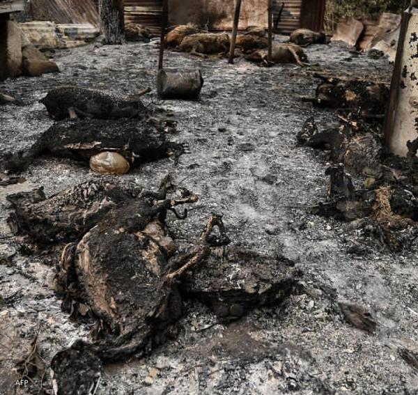 Puluhan Jasad Hangus Bergelimpangan, Terjebak Kebakaran Hutan