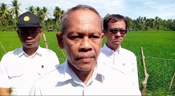 50 Hektare Tanaman Padi di Pidie Jaya Aceh Diserang Hama Wereng dan Tikus