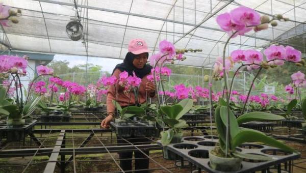 Melihat Keindahan Kebun Anggrek di Kaki Gunung Arjuno, Tertarik Bisa Bawa Pulang