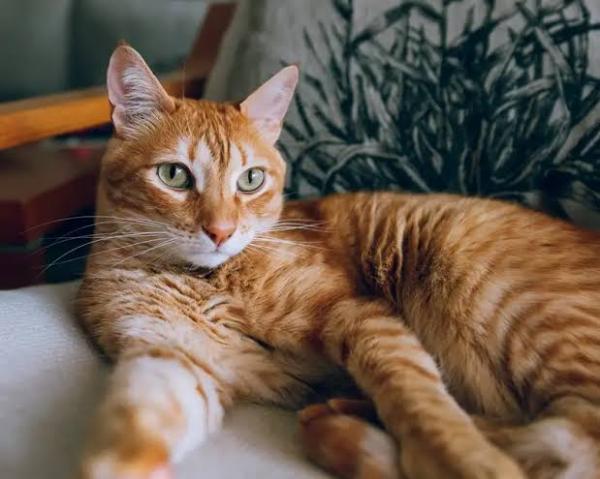 Merayakan Kecantikan Kucing Oren dalam Hari Apresiasi Kucing Oren