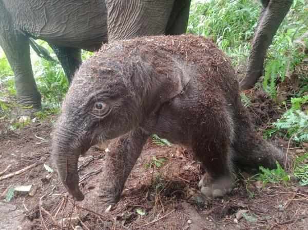 Lisa Gajah Penghuni TNTN Lahirnya Anak Keempatnya