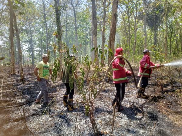 Hutan Jati di Dusun Wanalaba Desa Kreo Pemalang Terbakar, Penyebabnya Diduga Puntung Rokok