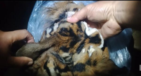 Penjual Kulit Harimau Sumatera di Aceh Tenggara Ditangkap Polisi