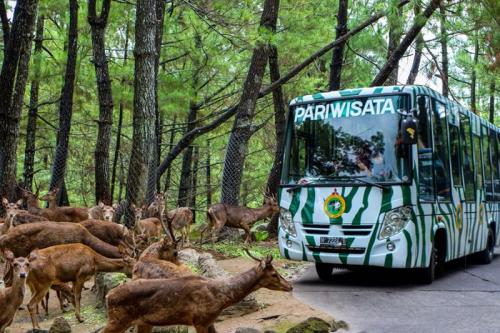 Taman Safari Prigen Pasuruan, Pintu Masuk Alam Liar di Lereng Gunung Arjuno