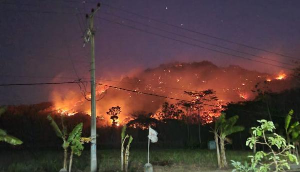 Puluhan Hektar Hutan di Ponorogo Terbakar Bikin Panik Warga