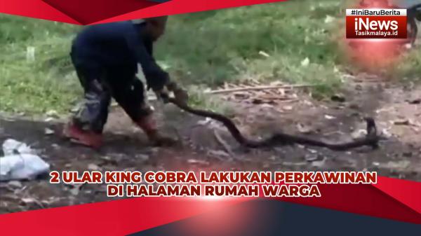 VIDEO: 2 Ular King Cobra Hebohkan Warga Tasikmalaya, Lakukan Perkawinan di Halaman Rumah Penduduk