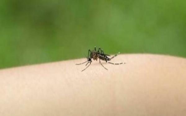 Demam Berdarah Dengue Serang Bangladesh, 691 Orang Tewas
