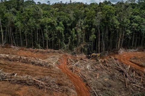Jokowi Minta Belanda Hapus Kebijakan Anti-deforestasi Agar Tak Rugikan Indonesia