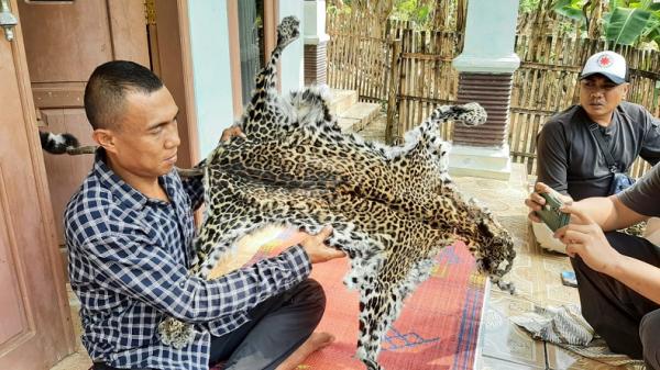 Cerita Warga Cigadog Sukabumi yang Terpaksa Membantai Macan Tutul Jawa  