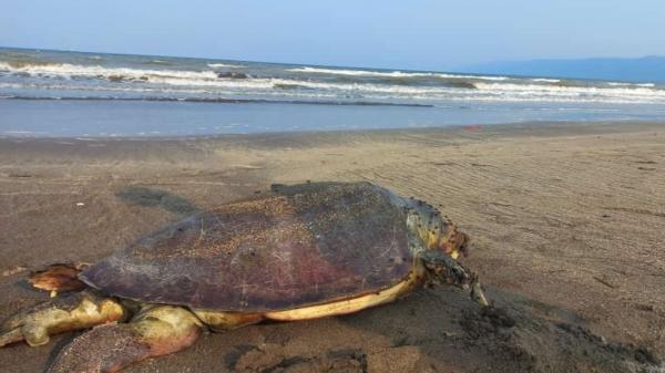 Penyu Tempayan Berukuran Besar Mati Terbelah Di Pantai Somil