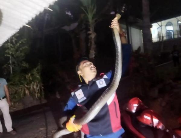 Momen Petugas Damkar Garut Evakuasi Ular King Cobra Sepanjang 3 Meter di Rumah Warga