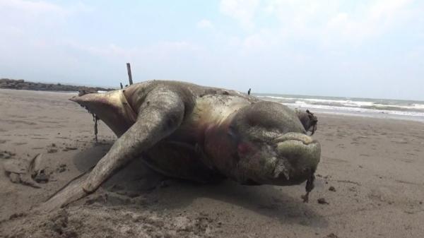 Tanggapan BKSDA Terkait Penemuan Bangkai Penyu di Pantai Somil