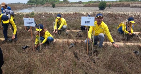 Hijaukan Pesisir Banten, Pelindo 2 Regional Banten Tanam Mangrove Seluas 25 Hektare