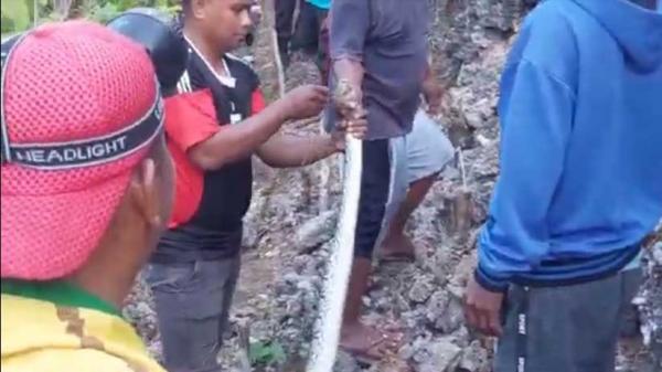 Ular Piton Panjang 4 Meter Nyelonong Lewat Depan Warga 