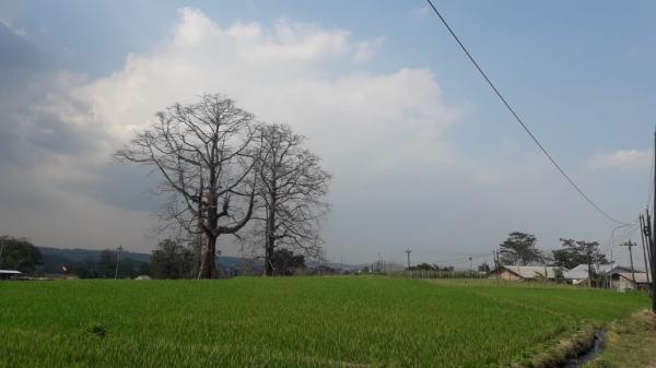 4 Fakta di Balik Cerita Misteri dan  Mitos Pohon Randu Jajar di Desa Sikasur, Berikut Ini Faktanya