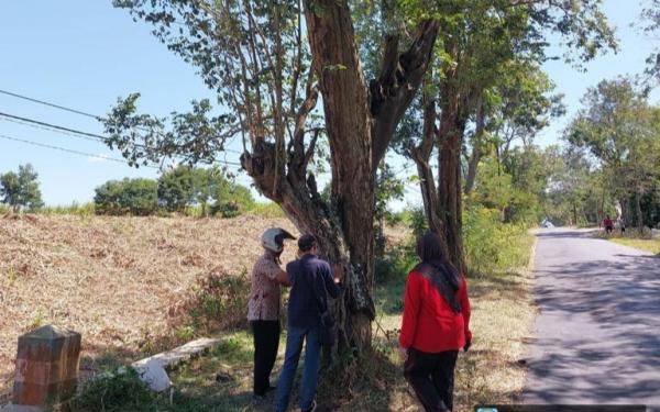 DLH Tulungagung Lakukan Inventarisasi Aset Pohon Sonokeling