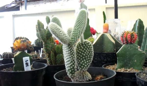 8 Kaktus Mini Tanaman Hias dalam Ruangan yang Bermanfaat Bersihkan Udara Dalam Rumah