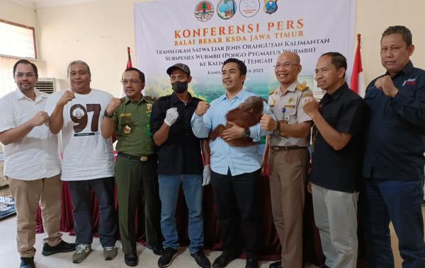 Balai Besar KSDA Jawa Timur Kembalikan Orangutan ke Kalimantan Tengah