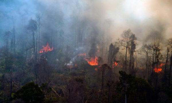 276 Ribu Hektare Lahan Terbakar, Menteri LHK Prediksi Masih Akan Bertambah