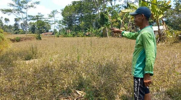 Belasan Hektare Sawah Kering, Petani Bojonggambir Tasikmalaya Terancam Gagal Panen