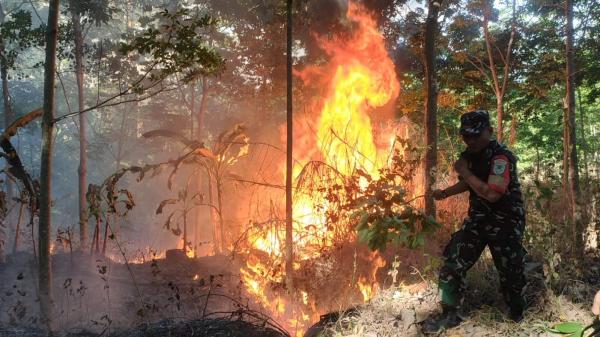 Belasan Hektare Lahan Hutan di Cibeber Ludes Terbakar