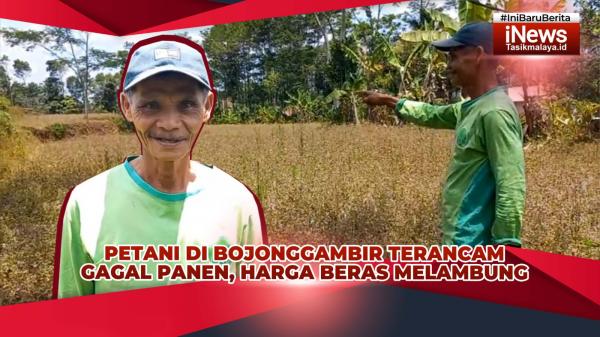 VIDEO: Belasan Hektare Sawah Kering, Petani Bojonggambir Tasikmalaya Terancam Gagal Panen