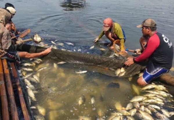 Waduh! Belasan Ton Ikan di Kolam Jaring Apung Jangari Mendadak Mati, Ada Apa?