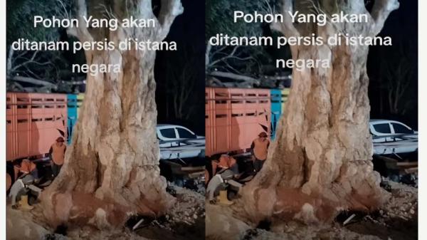 Penampakan Pohon Pule akan Ditanam di Istana Negara IKN, Disebut Pohon Iblis Harga Senilai Fortuner