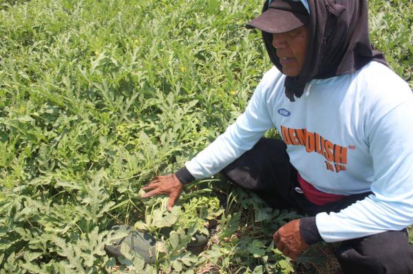 Tantangan Panen Semangka di Jombang, Petani Berharap Harga Stabil