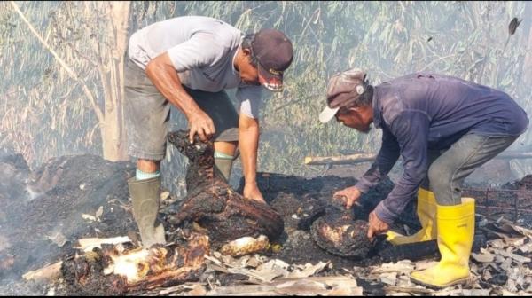 Lima Kandang Ternak di Subang Kebakaran, 6 Ekor Domba Mati Terpanggang