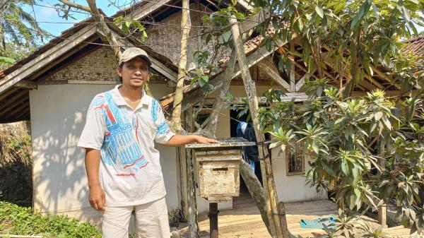 Warga Desa Deudeul Tasikmalaya Budidaya Lebah Apis Cerana dan Trigona, Madu Kental Rasa Manis Asam