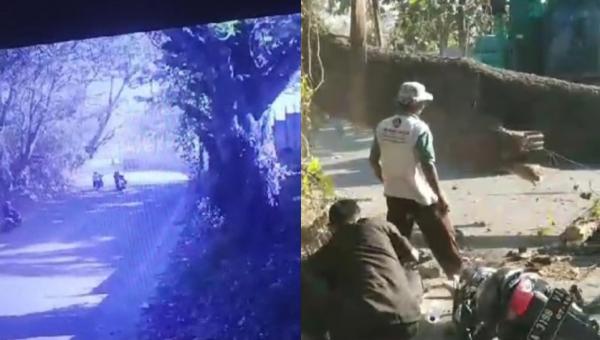 Pengendara Motor Tewas Tertimpa Pohon Tumbang di Merak, Begini Kronologinya