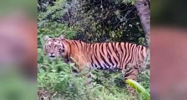 Viral, Rekeman Video Harimau Jalan Santai di Perbatasan Aceh Barat Daya-Gayo Lues