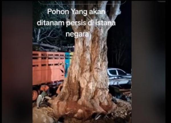 Pohon Pule Berharga 1 Miliar Rupiah Asal Sumbawa Siap Ditanam di Istana Negara IKN