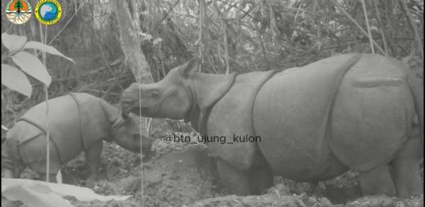 Kabar Gembira! Seekor Anak Badak Jawa Baru Terekam Kamera di Taman Nasional Ujung Kulon