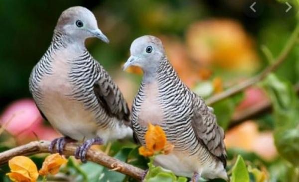 Merinding! 3 Mitos Burung Perkutut Bagi Masyarakat Jawa, Apa Saja?