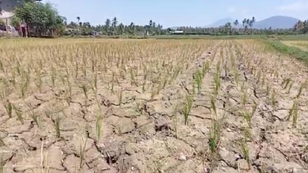 Inilah 88 Daerah di Indonesia Tidak Mengalami Muism Hujan Terpanjang, Sumba Timur  NTT Lebih 5 Bulan