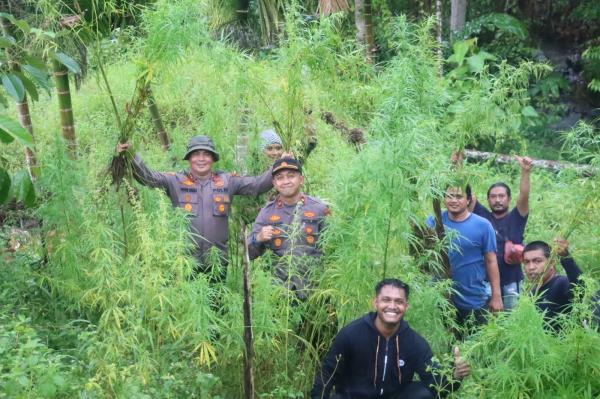 Polres Aceh Utara Musnahkan 5 Hektar Ladang Ganja di Sawang