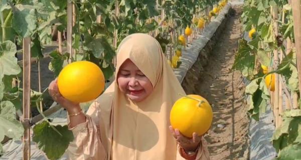 Hebat! Petani di Cilegon Sulap Lahan Pertanian Jadi Wisata Petik Melon Golden