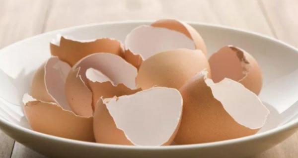 Viral, Cangkang Telur Dijadikan Tambahan Protein pada Makanan